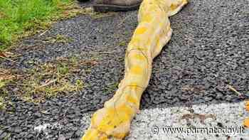 A1: la polizia stradale di Parma trova un pitone di oltre 4 metri - ParmaToday