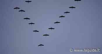 Stormo di gru in transito nel cielo di Cuneo - La Guida - LaGuida.it