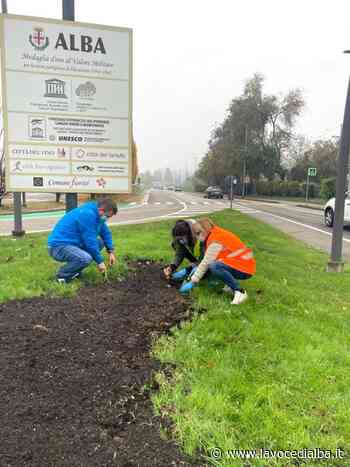 Da Messer Tulipano 3mila bulbi in dono per Cuneo e Alba - LaVoceDiAlba.it