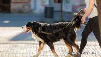 Neue Hundehaltungsverordnung in Memmingen | Kurier Memmingen - Merkur Online