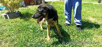 Cotia terá evento de Adoção de Animais no no sábado, 13 - Correio Paulista