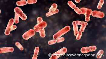 What We Can Learn from Babies’ Gut Microbiomes