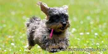 Hundewiese in Stadtlohn: Einigung über Standort steht kurz bevor | Stadtlohn - Münsterland Zeitung