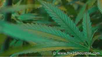Texas Democrats pushing pot legalization on the campaign trail - fox26houston.com