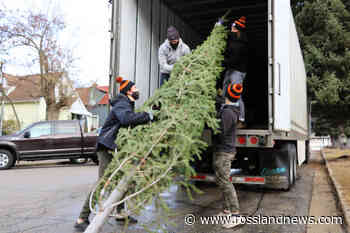 Kiwanis Christmas trees on the way to Trail - Rossland News