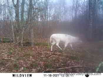 White buck captured on Maine trail camera - Bangor Daily News