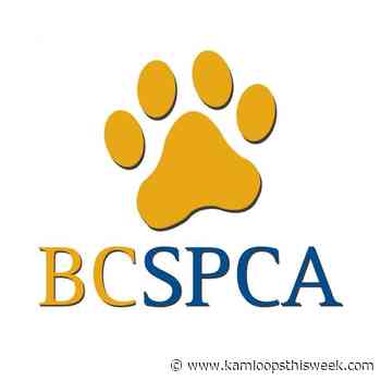 BC SPCA craft fair at TRU on Nov. 28 - Kamloops This Week