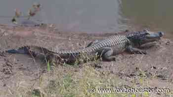 Alligators seen along popular Buffalo Bayou trail in downtown Houston - fox26houston.com
