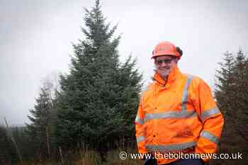 Westminster Christmas tree is one in 150 million - The Bolton News