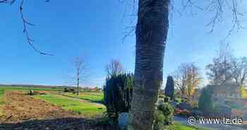 Wild plündert Friedhof in Donop - Kritik an Heckenrodung | Lokale Nachrichten aus Blomberg - Lippische Landes-Zeitung