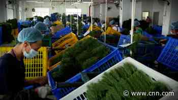 Inside a Chinese Christmas tree factory and why yours could be delayed this year