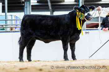 Heifer leads Aberdeen-Angus Fever sale - Press and Journal