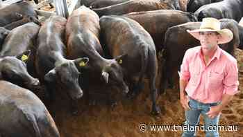 Killain Angus cows with calves break Tamworth record selling for $5075 per unit - The Land Newspaper