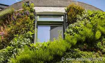 'Living walls' of plants 'can cut your home's energy bill by reducing heat loss by 30%'