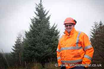 Westminster Christmas tree is one in 150 million - St Helens Star