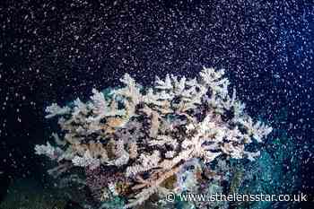 Explosion of colour witnessed at Australia's Great Barrier Reef - St Helens Star
