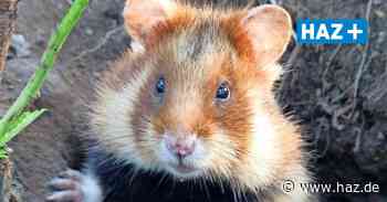 Hemmingen: Standke gewinnt ÖSML-Fotowettbewerb mit Hamster-Foto - Hannoversche Allgemeine