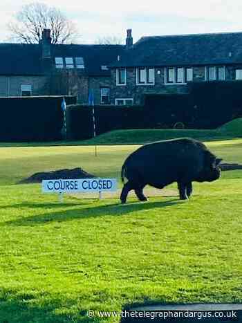 Two people hurt after pigs rampage on golf course