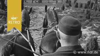 Traditionelle Lüneburger Heide (tlw. stumm) - NDR.de