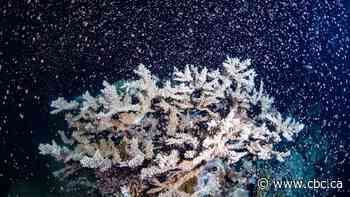 Great Barrier Reef 'gives birth' in massive coral spawning event