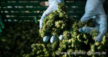 Berlin: Dealer verladen Umzugskarton voller Drogen – Polizei findet Plantage - Berliner Zeitung
