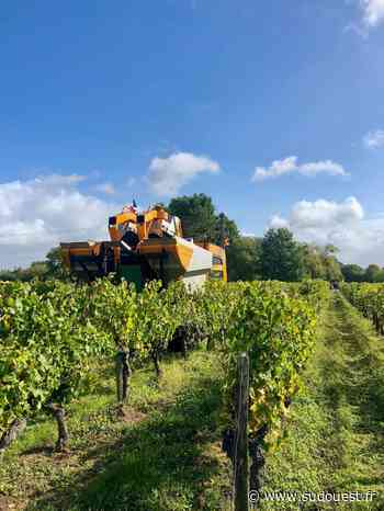 Cavignac : La restructuration du vignoble Courpon se poursuit - Sud Ouest