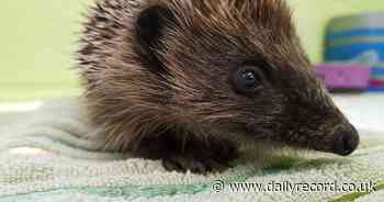 Shelter's food plea after 'spike' in arrivals at wildlife centre - Scottish Daily Record