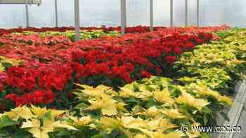Recent B.C. storms causing holiday flower shortages in Saskatchewan