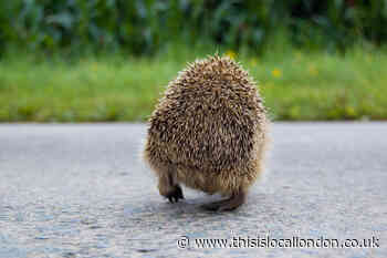 Surrey wildlife charity says: Adopt hedgehogs to save them