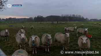 Grote angst bij kleinveehouders voor wolf: “Wij zijn zeer ongerust”