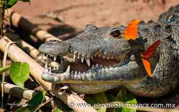 [Animalia] Cocodrilos, intimidan hasta a los más valientes - El Sol de Cuernavaca