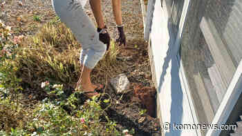 Rat infestation drives two families out of their Rhode Island home - KOMO News