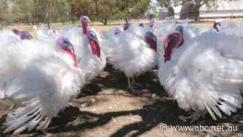 Demand for turkeys soars ahead of Thanksgiving and Christmas