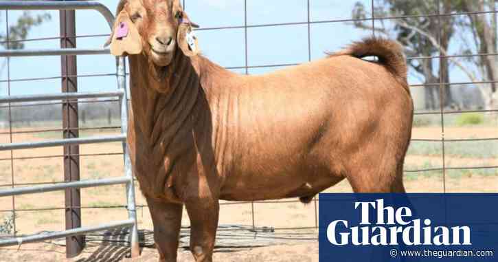 Australia’s most expensive goat – a ‘very stylish buck’ – sells for record $21,000