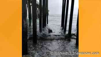 Deer becomes Facebook hit after swimming in ocean off Outer Banks