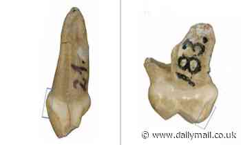 Neanderthal milk tooth shows primary teeth appeared four months sooner than what is seen in humans