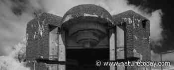 Zandhagedissen op Forteiland IJmuiden: halen ze het eeuwfeest? - Nature Today