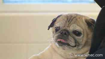 Noodle the Pug honored for Senior Pet Month