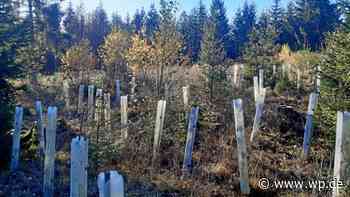 Keine Fichten mehr im Stadtwald Marsberg dafür Mischwald - Westfalenpost