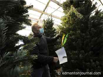 Rates rise for Edmonton Christmas tree supplies pinched by pandemic and climatic disturbances