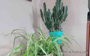 Indoor gardening tips from a Becker County Master Gardener | Detroit Lakes Tribune - Detroit Lakes Tribune