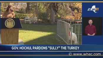 Hochul pardons 'Sully' the turkey