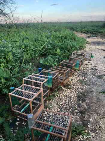 Catania, teneva in gabbia 9 cardellini: denunciato - Live Sicilia