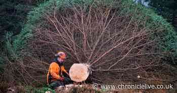 Christmas tree from Kielder Forest in Northumberland to stand at the foot of Big Ben in London - ChronicleLive