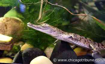 Imperiled Venezuelan crocodile hatchlings growing up in Lake Forest - Chicago Tribune
