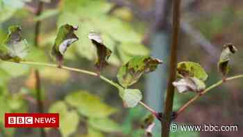 Rossendale Forest: New trees planted amid ash dieback crisis - BBC News