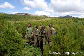 Kenya's Indigenous Ogiek partner with government rangers to restore Mau Forest - Mongabay.com