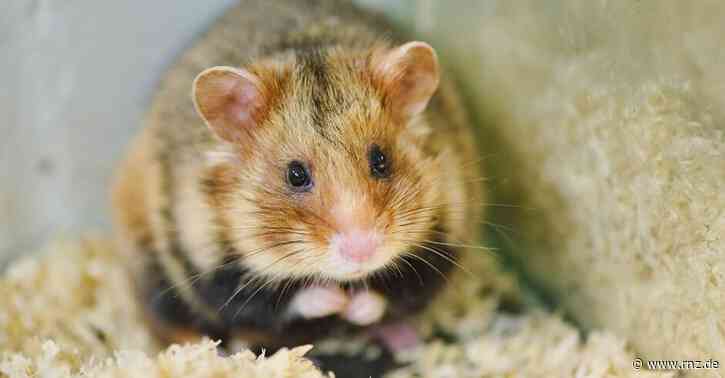 Schutz des Hamsters:  Kein Fußballtempel im Bösfeld