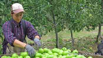 Australian farmers just as productive with borders closed, study finds