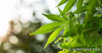 Cayuga County town reconsiders marijuana 'opt out' | Local News | Auburn, NY | Auburnpub.com | auburnpub.com - The Citizen